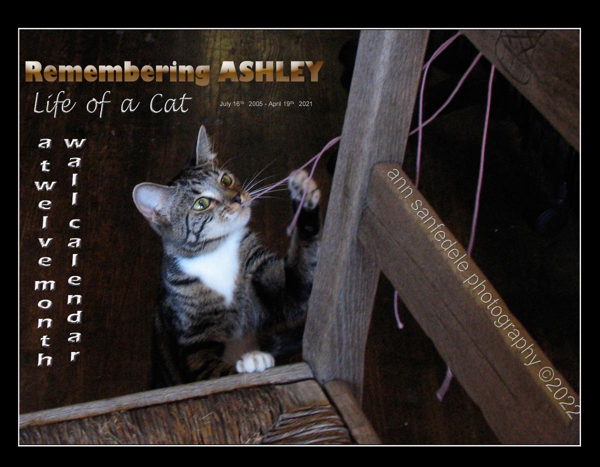 Remembering Ashley - Life of a Cat