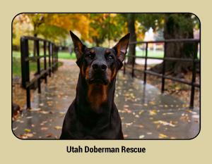 Utah Doberman Rescue 2026