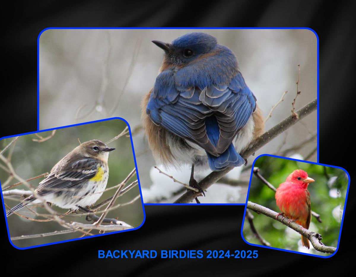 BACKYARD BIRDIES CALENDAR 2024-2025 18 MO CALENDAR
