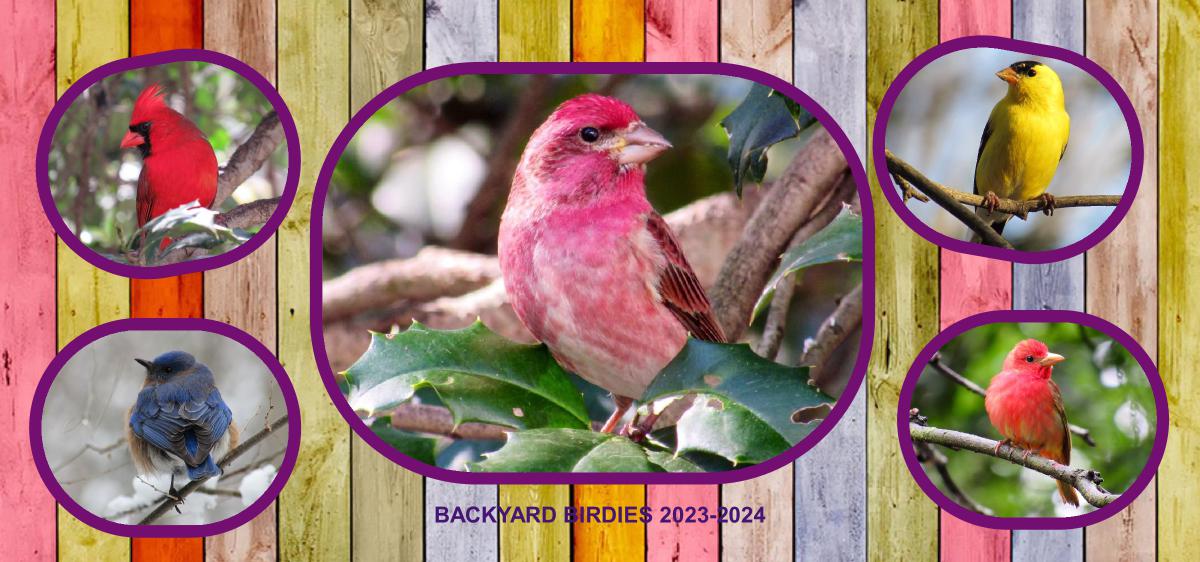 NEW BACKYARD BIRDIE DESK CALENDAR 18-MONTH
