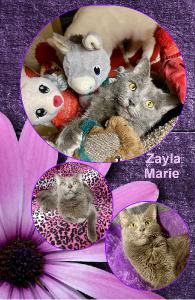 ZAYLA MARIE NOTEBOOK