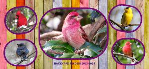 NEW BACKYARD BIRDIE DESK CALENDAR 18-MONTH