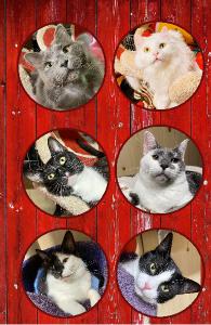 THE KITTIE CLAN BOYS NOTEBOOK