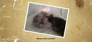 Authentic Persians Miracle kitten!