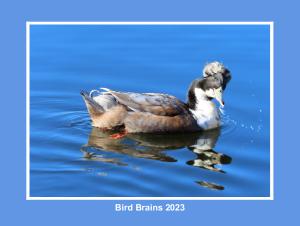 Bird Brains 2023
