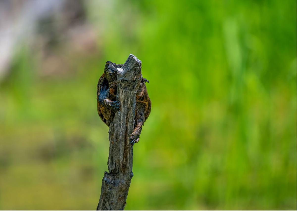 Common Musk Turtle 02