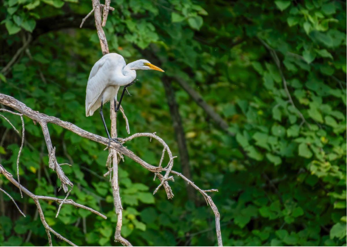 Great Egret 01