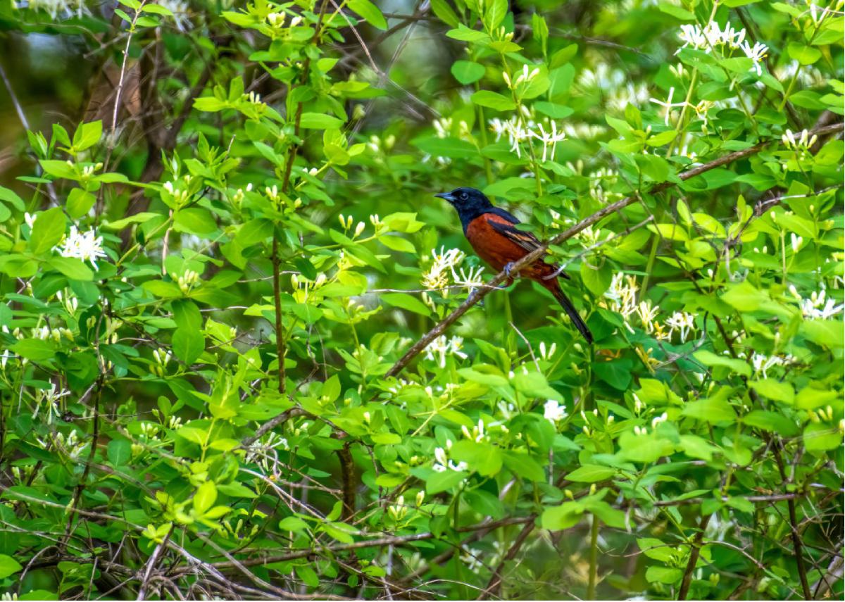 Orchard Oriole 02