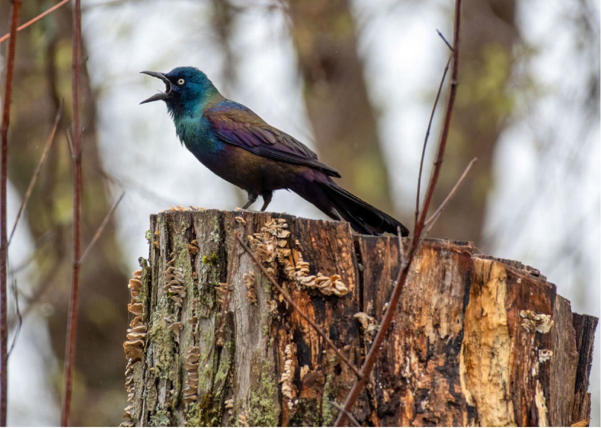 Common Grackle 01