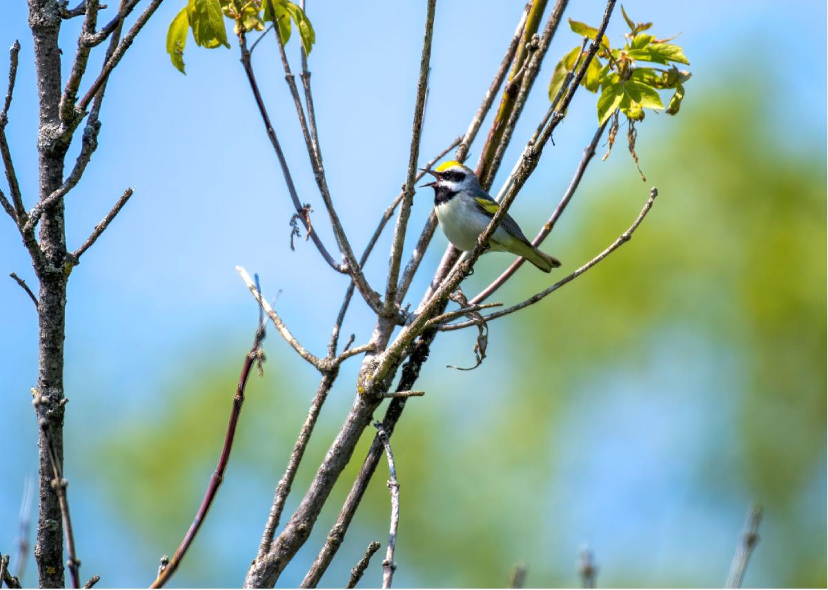 Golden winged Warbler 01