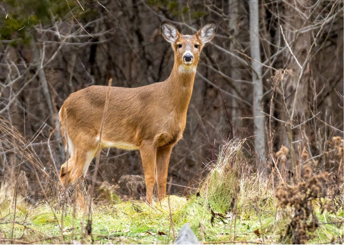White-tailed Deer 01