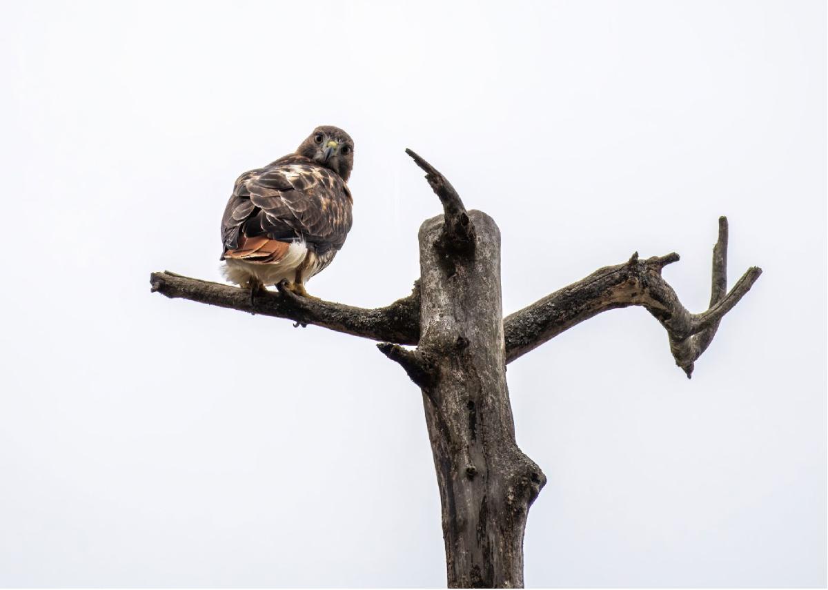 Red-tailed Hawk 02