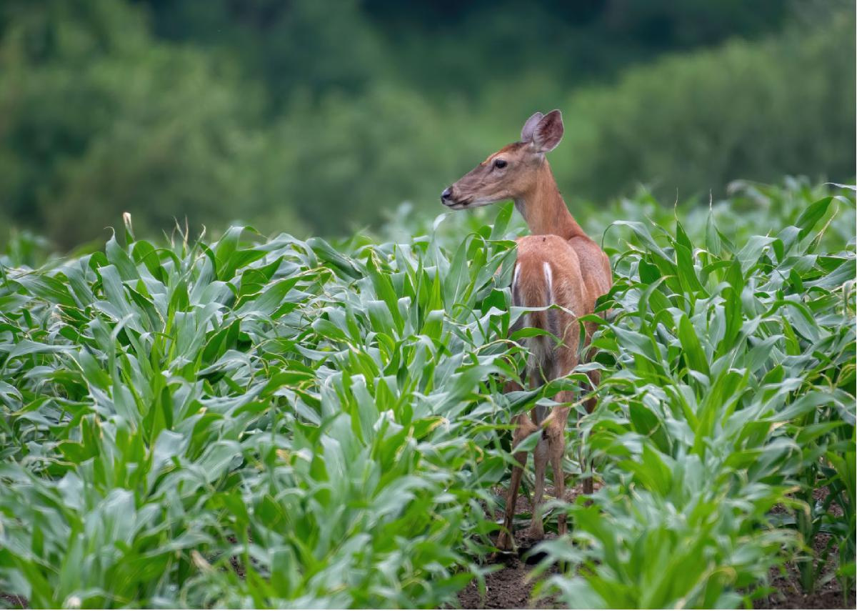 White tailed Deer 05