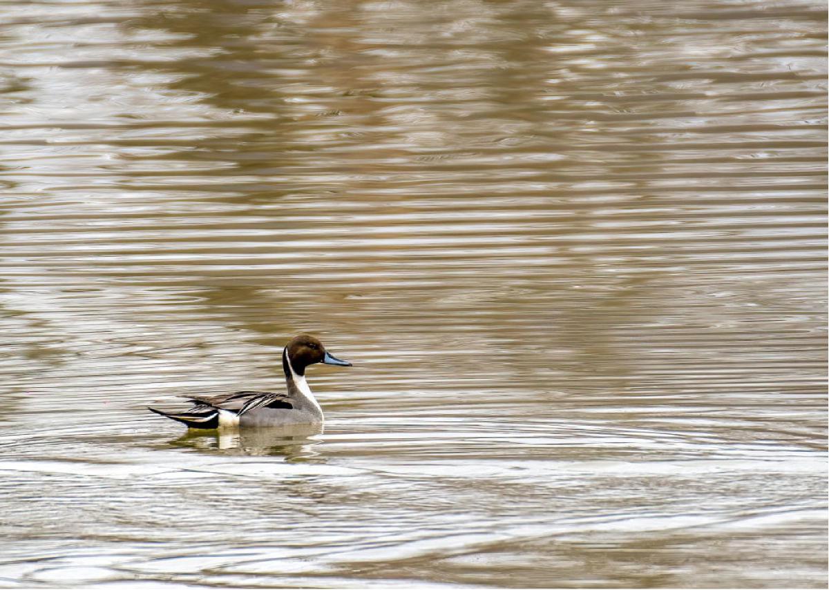 Northern Pintail 03