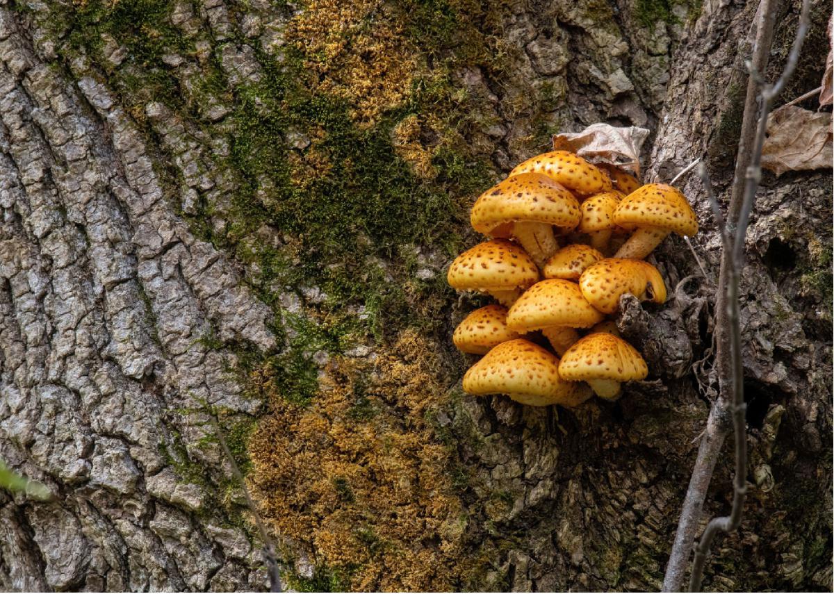 Golden Pholiota 01