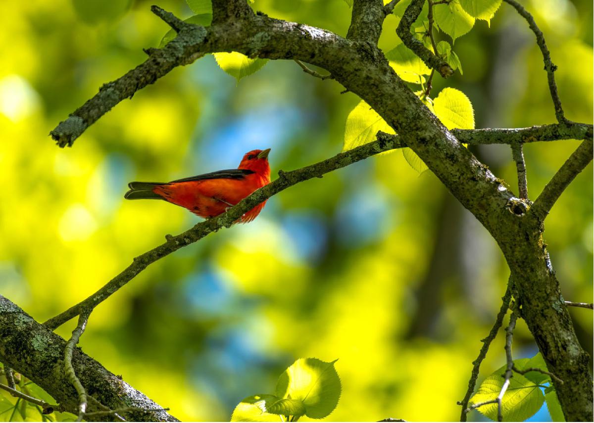 Scarlet Tanager 03