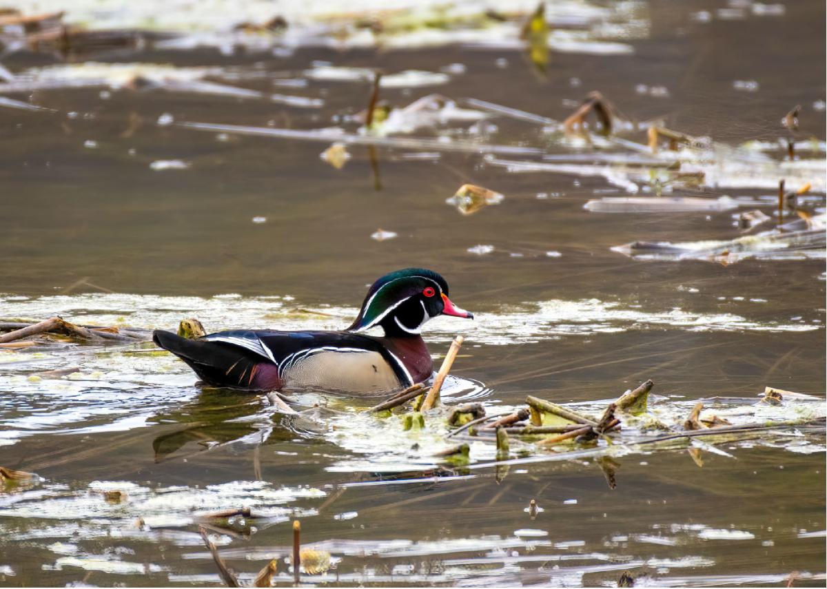 Wood Duck 04