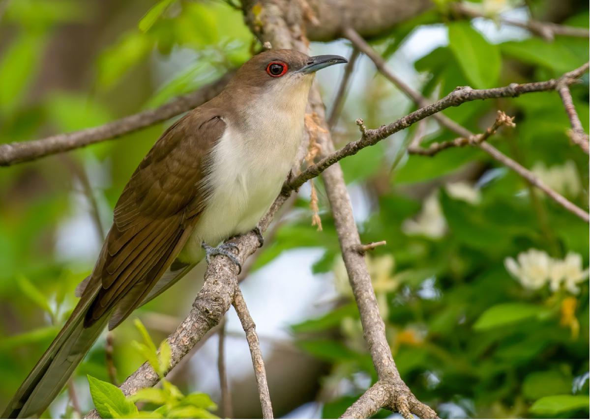 Black Billed Cuckoo 04