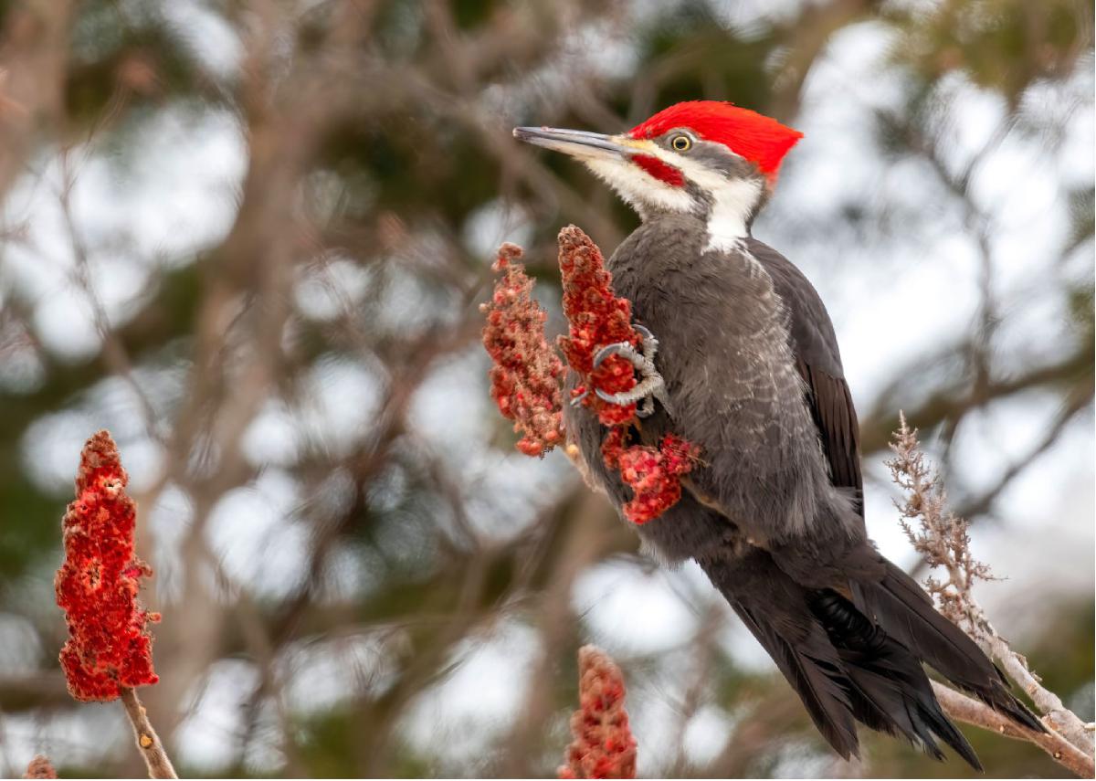 Pileated Woodpecker 03