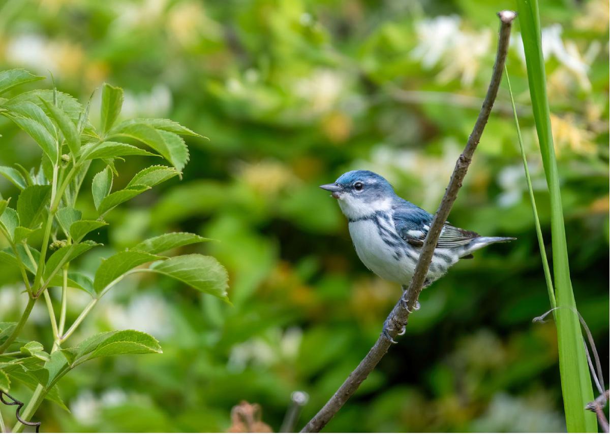 Cerulean Warbler 02