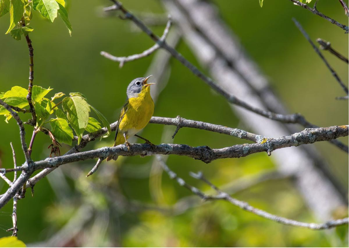 Nashville Warbler 01