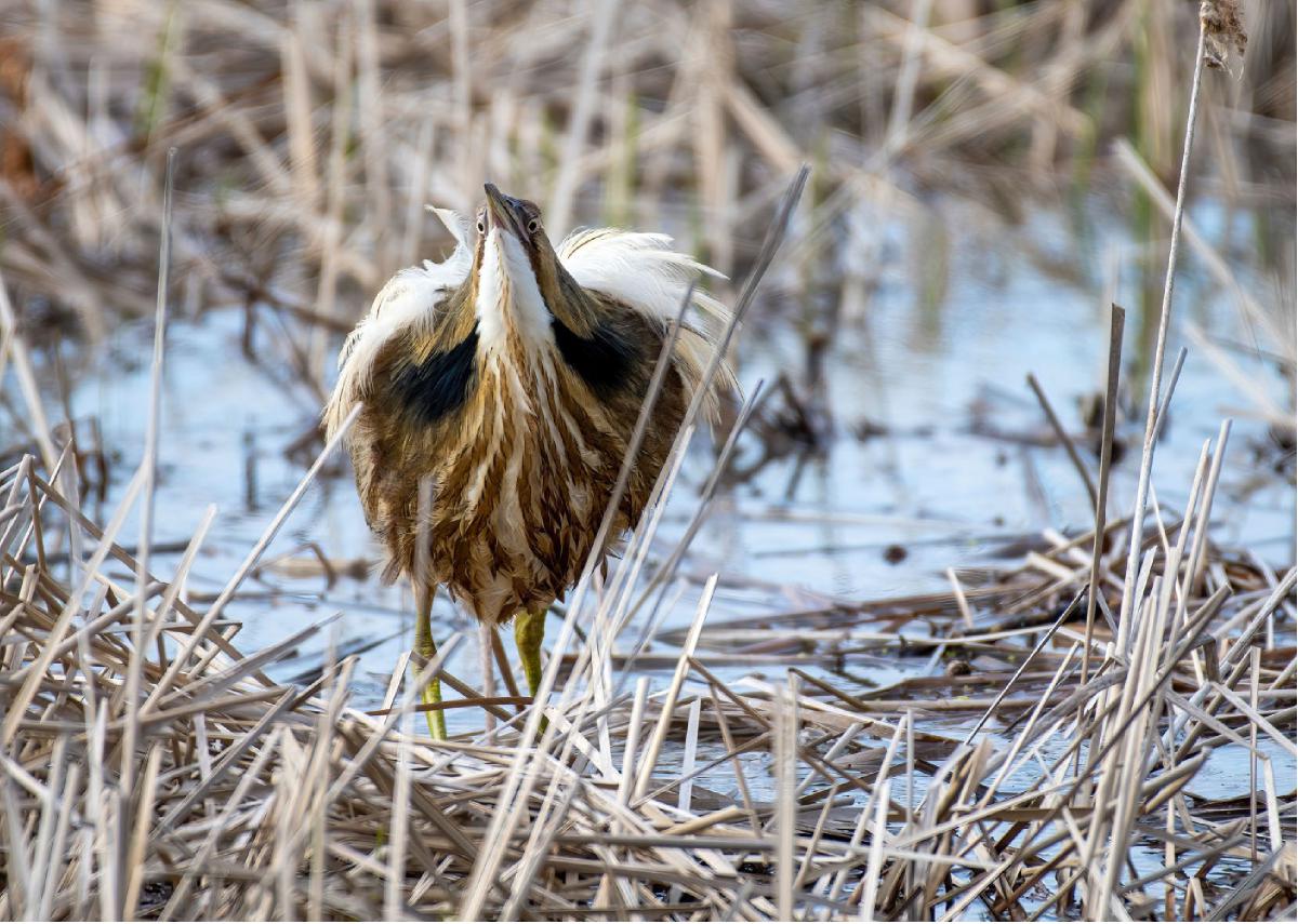 American Bittern 02