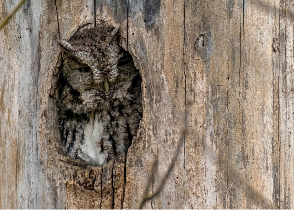 Eastern Screech Owl 13