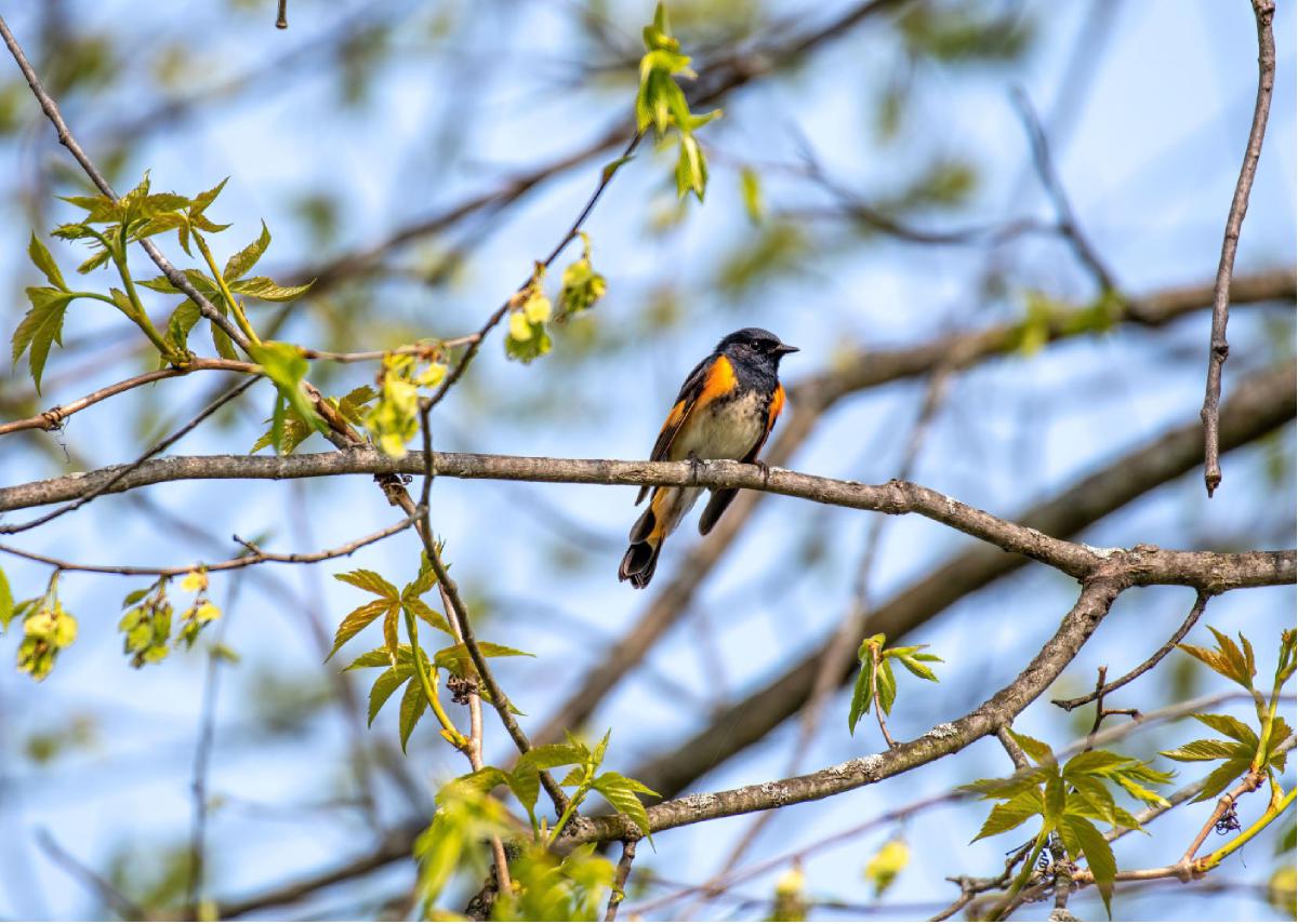 American Redstart 02