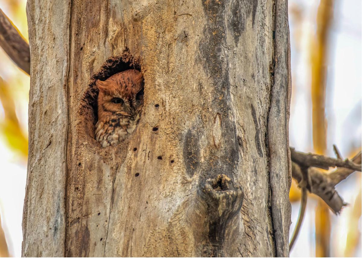 Eastern Screech Owl 16