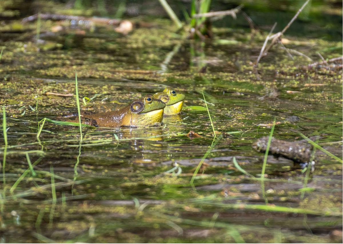 American Bullfrog 05