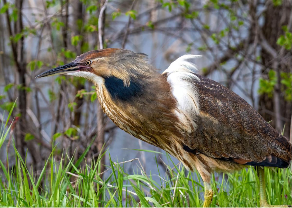 American Bittern 05