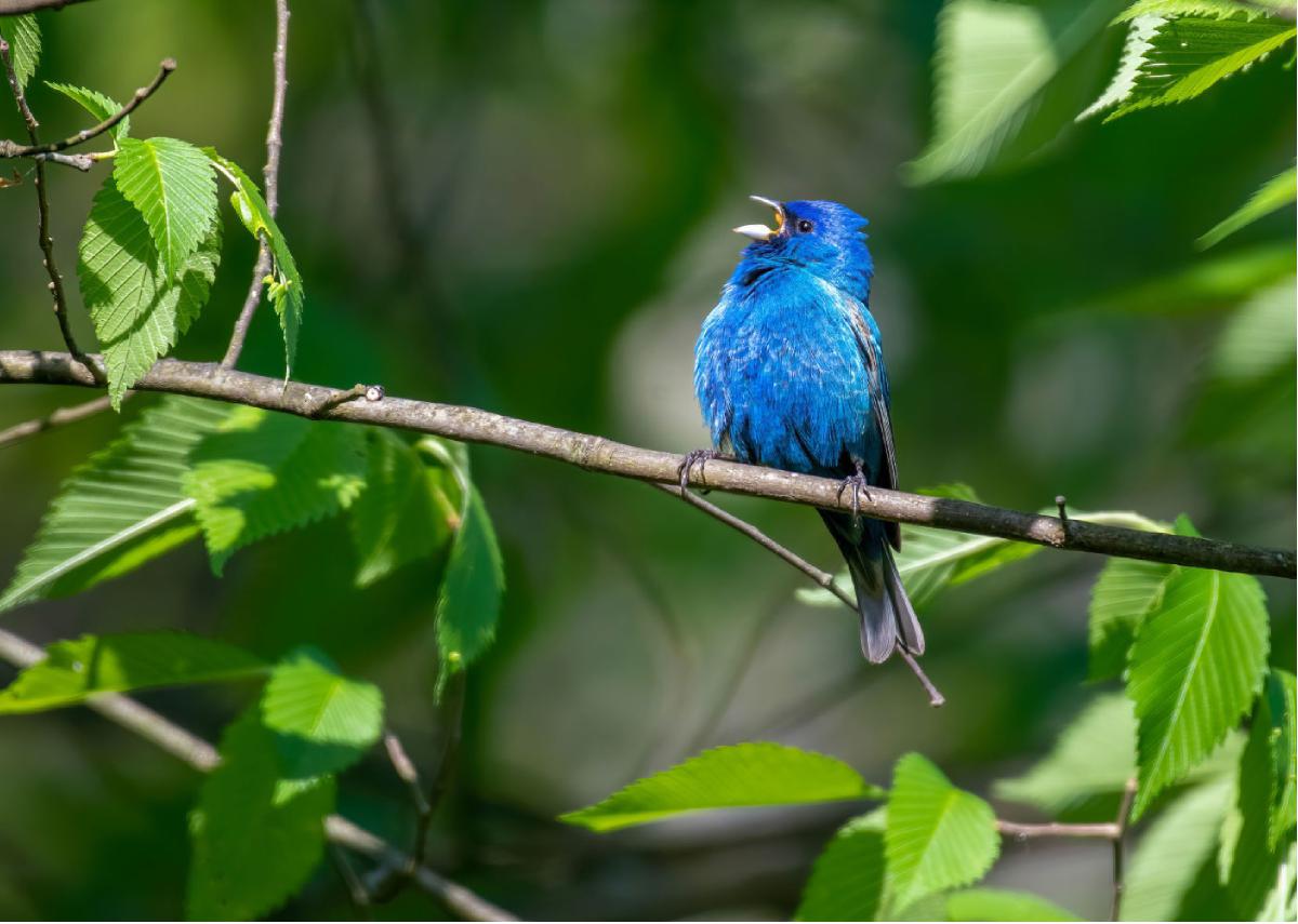 Indigo Bunting 01