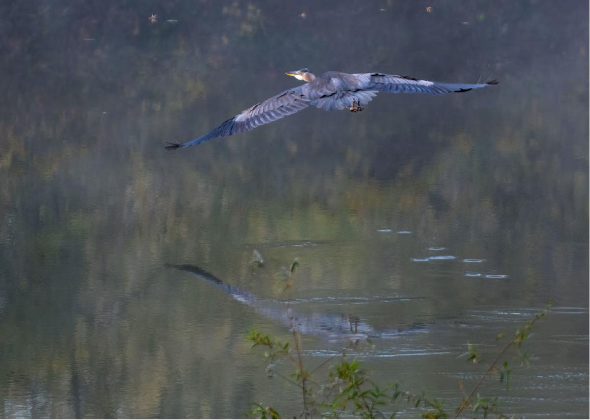 Great Blue Heron 01