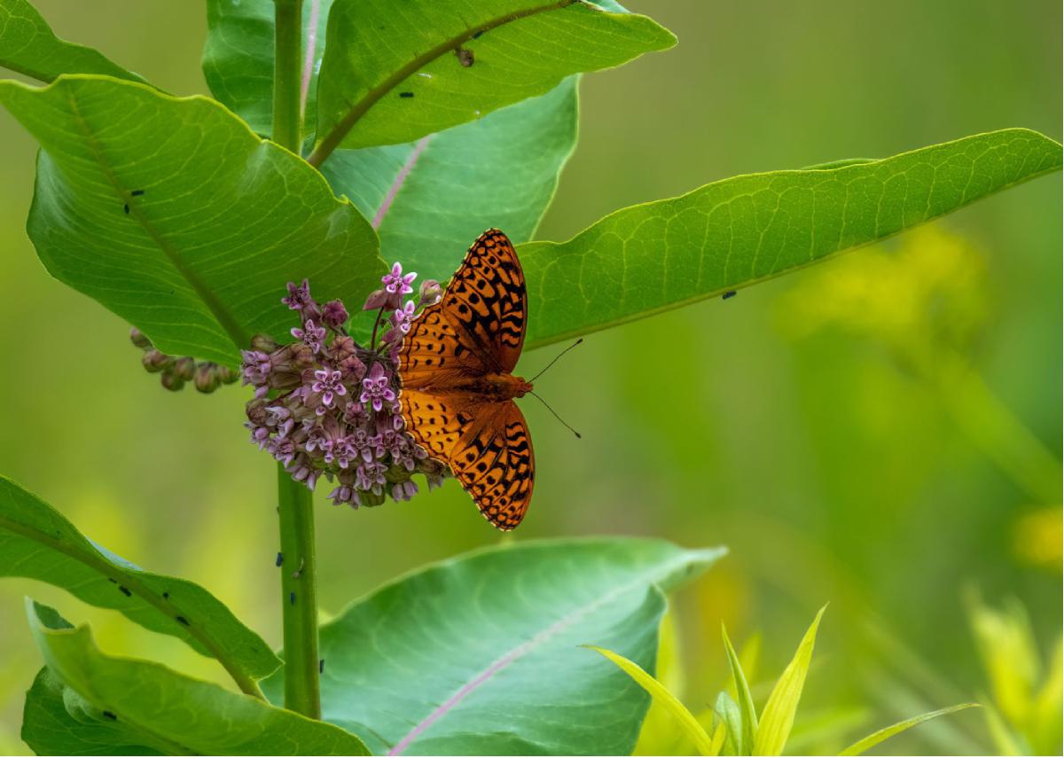 Great Spangled Fritillary 01