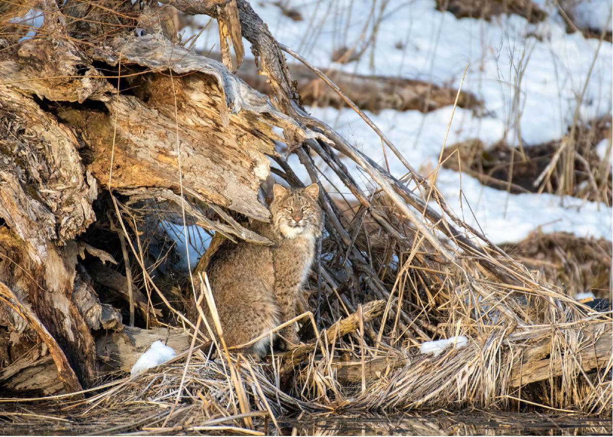 Bobcat 04