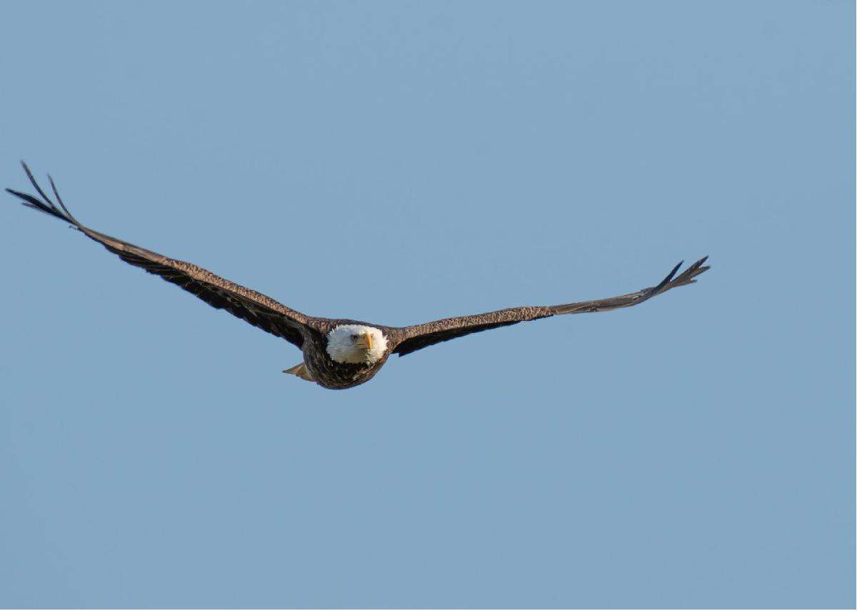 Bald Eagle 13