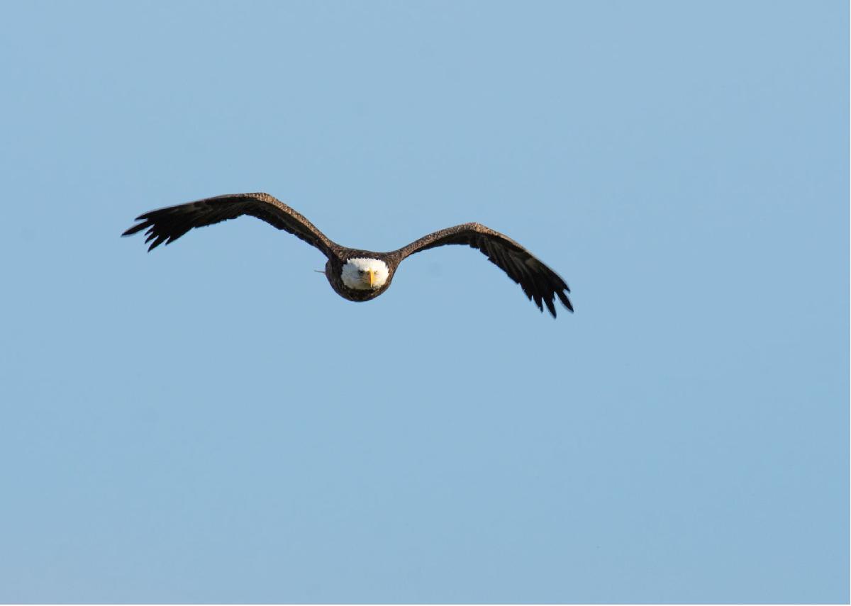 Bald Eagle 14