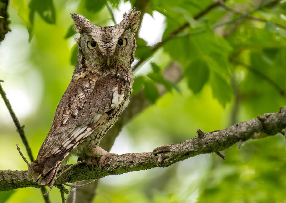Eastern Screech Owl 06