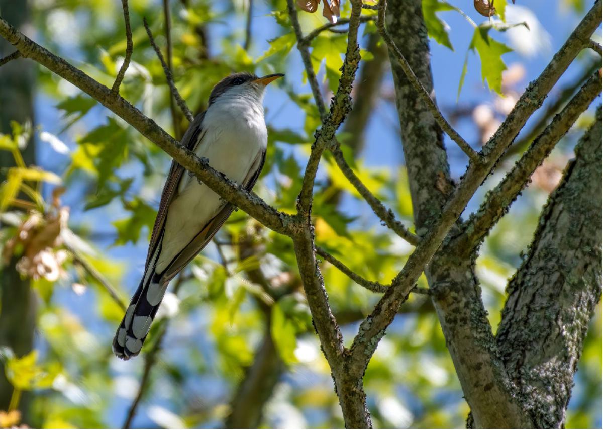 Yellow billed Cuckoo 01