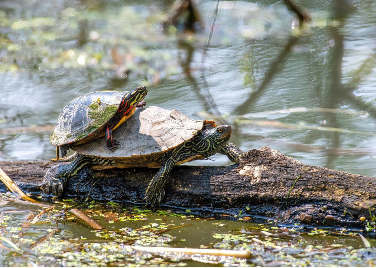 Painted Turtle & Map Turtle Stacker