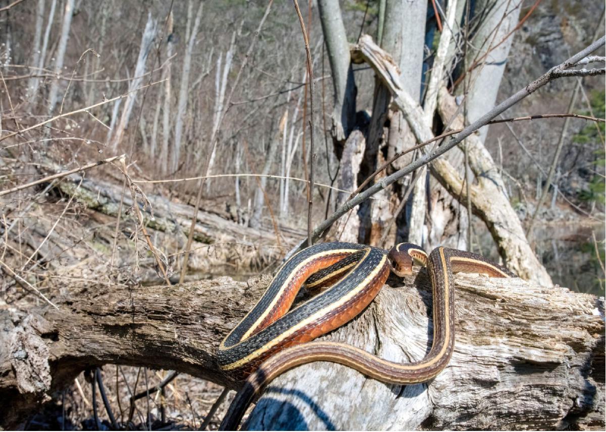 Eastern Ribbon Snake 02