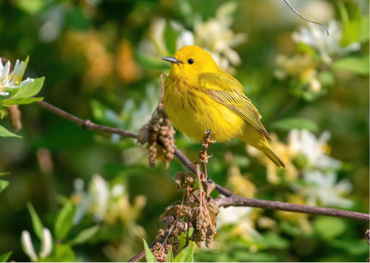 Yellow Warbler 02