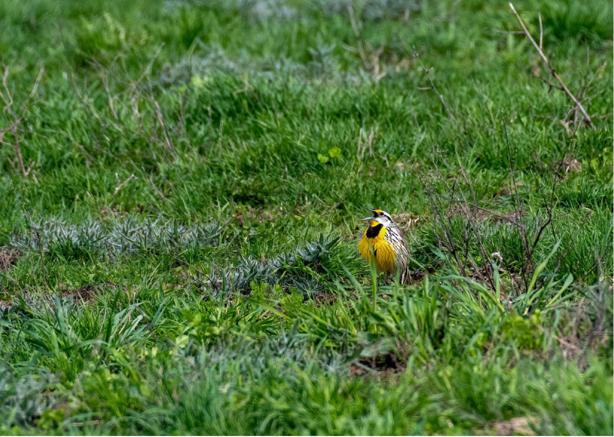 Eastern Meadowlark 02