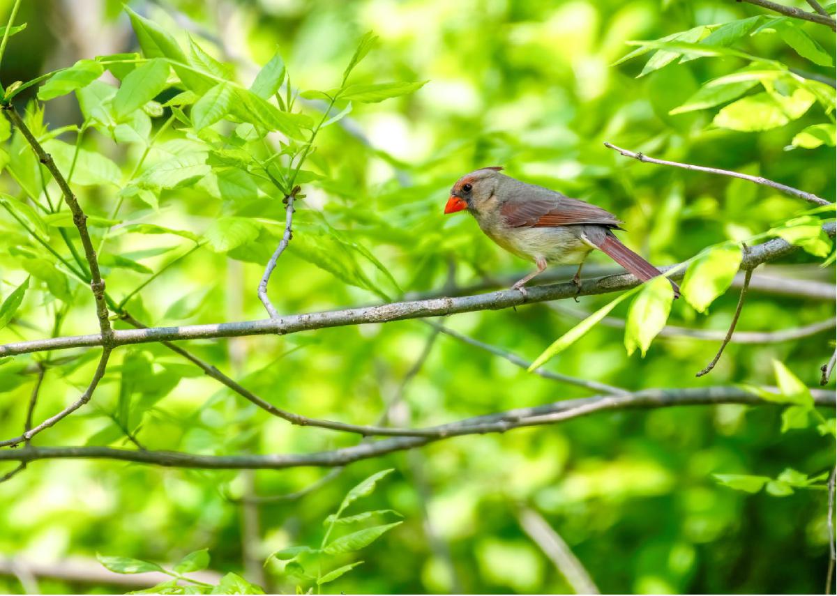 Northern Cardinal 02