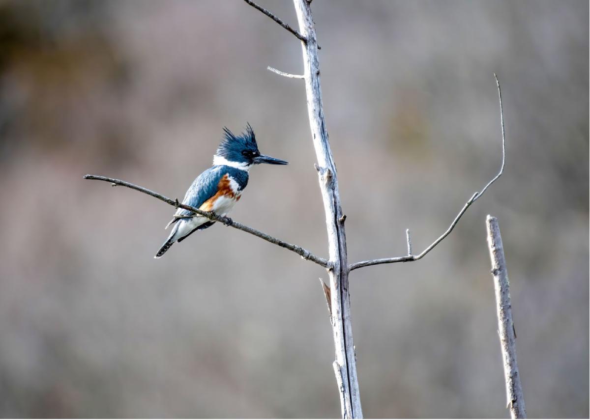 Belted Kingfisher 02