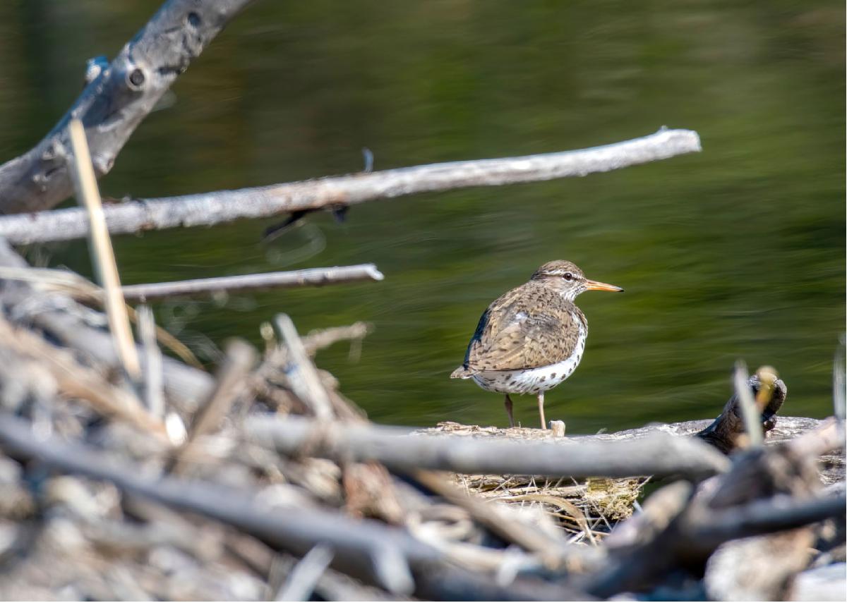 Spotted Sandpiper 01