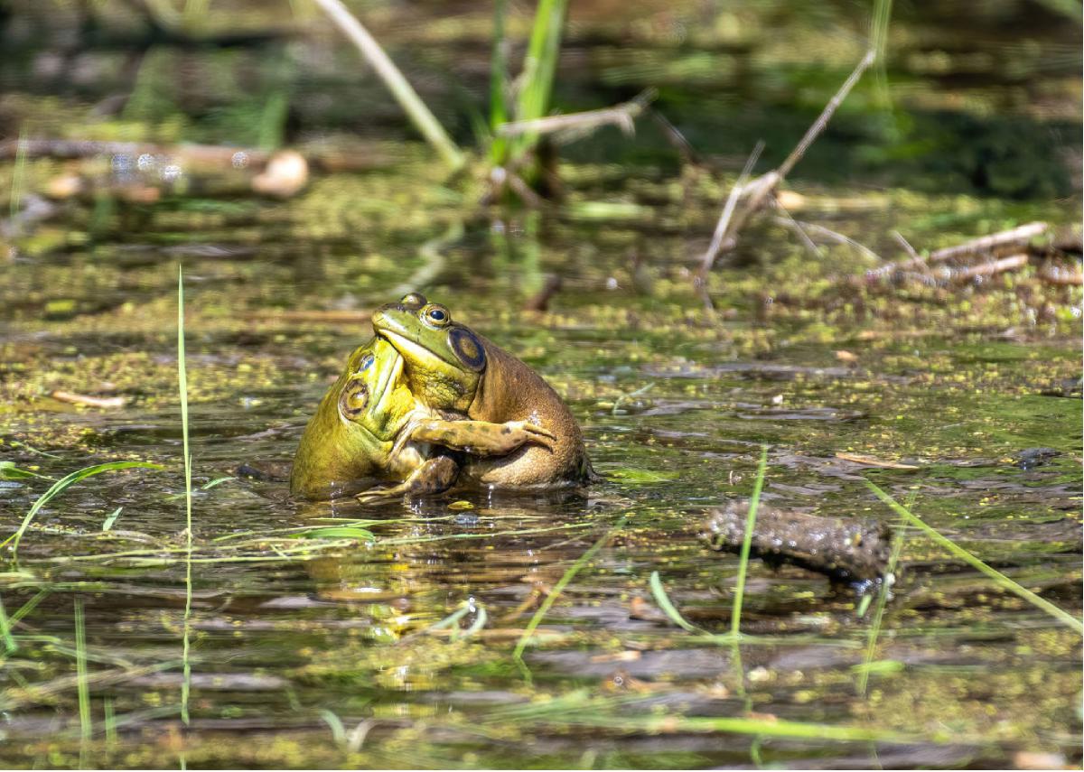 American Bullfrog 04