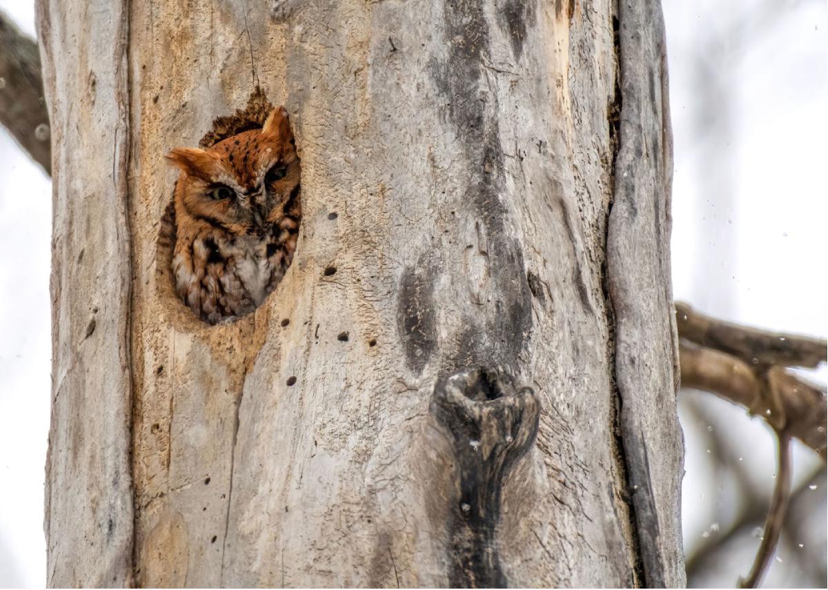 Eastern Screech Owl 03