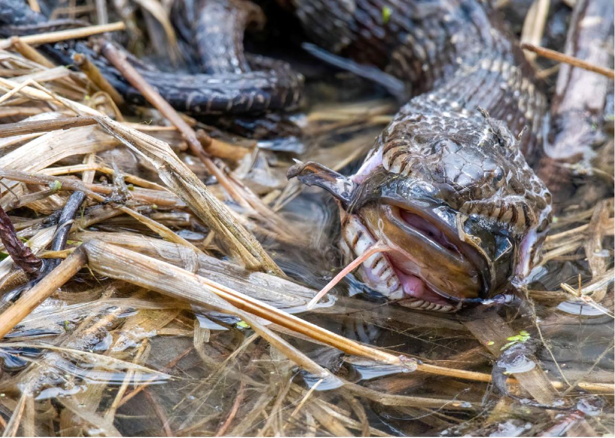 Common Watersnake 03