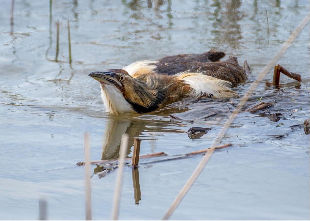 American Bittern 03